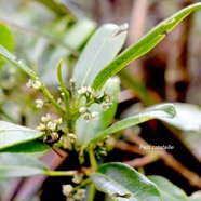 Melicope borbonica Petit catafaille Ru taceae Endémique La Réunion 1267.jpeg